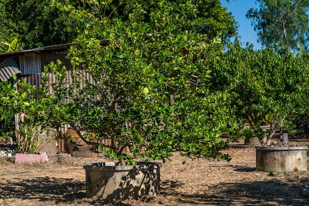 Green lemons tree growth on the cement pond in a garden citrus fruit thailand