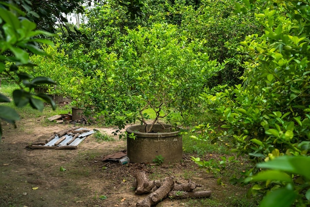 Green lemons tree growth on the cement pond in a garden citrus fruit thailand