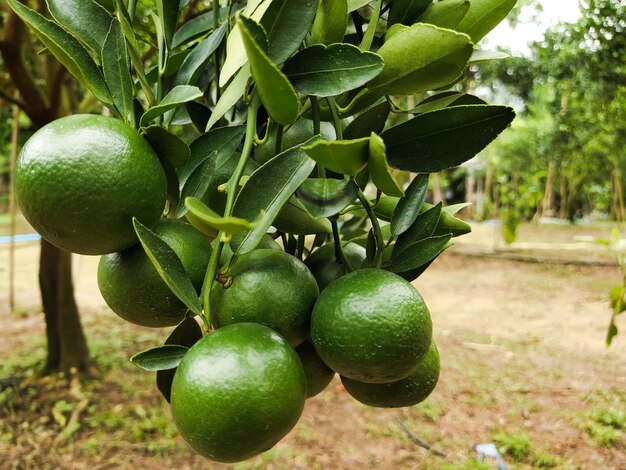 Green lemons on a tree with green leaves