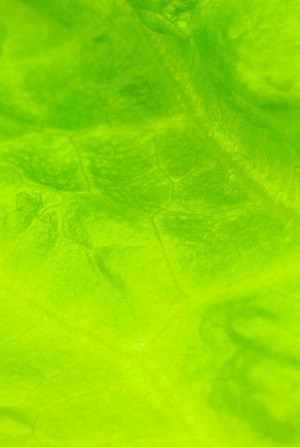 Green lettuce close up. Fresh salad texture background. Vegetarian food. Vegetable and vitamins products. Macro photo.