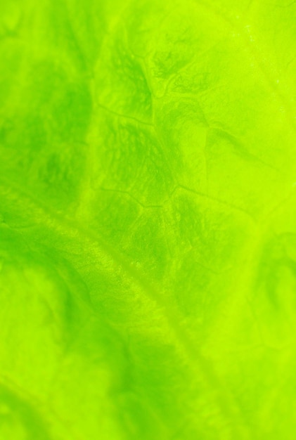 Green lettuce close up. Fresh salad texture background. Vegetarian food. Vegetable and vitamins products. Macro photo.