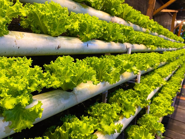 Photo green lettuce growing in a hydroponic system