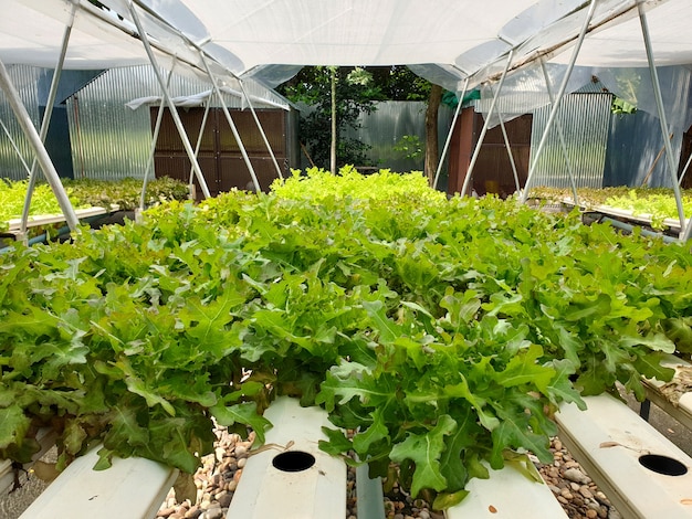 Green lettuce in the hydroponic farm