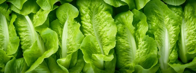 Photo green lettuce leaves texture background fresh salad seamless pattern