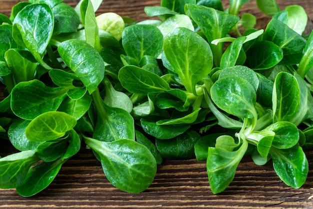 Green lettuce leaves Valerianella locusta Fresh lamb lettuce corn salad on rustic wooden table