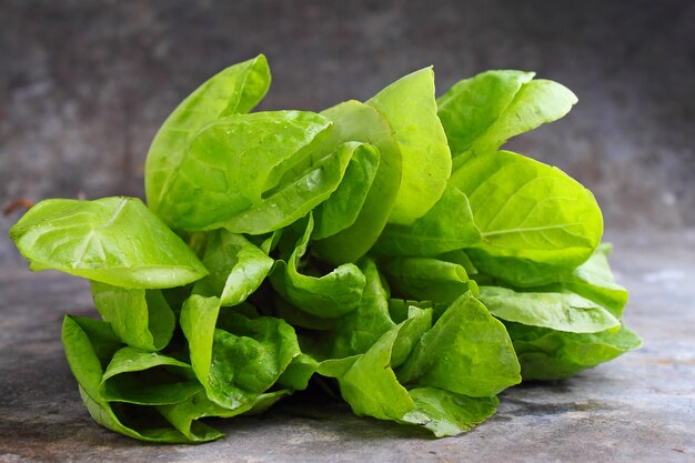 Green lettuce on a metal background