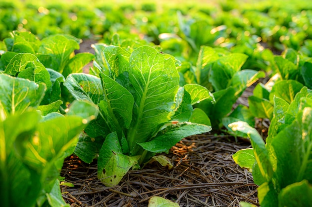 Green lettuce in the organic farm