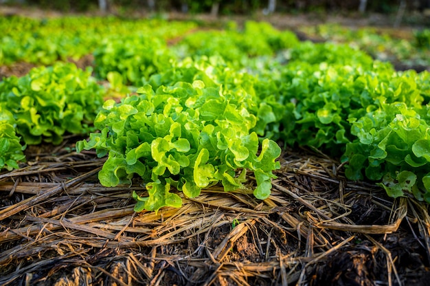 Green lettuce in the organic farm