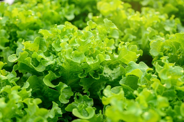 Green lettuce in the organic farm