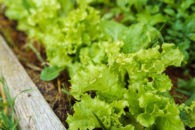 Green lettuce plants in the summer garden closeup on the beds in the vegetable garden Gardening