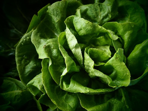 Green lettuce Swiss chard and spinach Fresh green lettuce leaves Vegetarian or healthy food