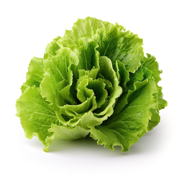 a green lettuce that is on a white background