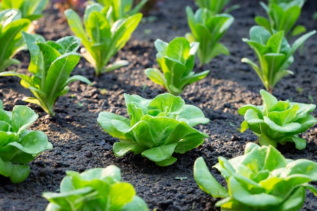 Green lettuce in the vegetable plot