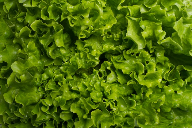 Green lettuce