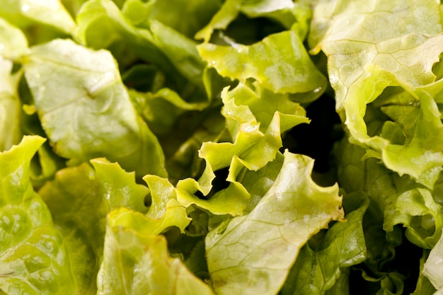 Green lettuce