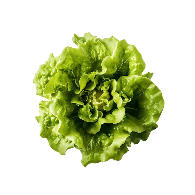 A green lettuce