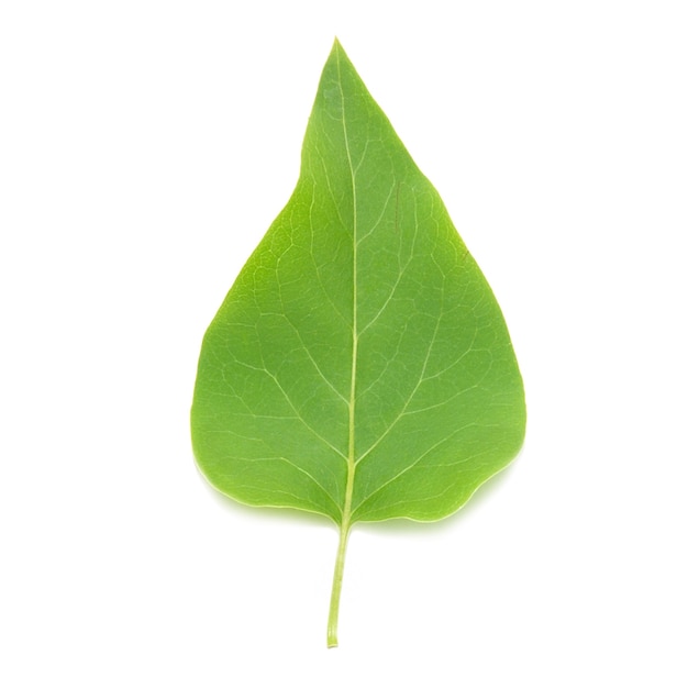 Green lilac leaf isolated.