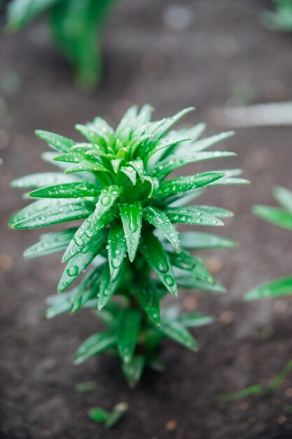 Green lily leaves in the garden Unopened flowers in flower beds Narrow lily leaves with raindrops Gardening