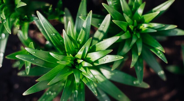 Green lily leaves in the garden Unopened flowers in flower beds Narrow lily leaves with raindrops