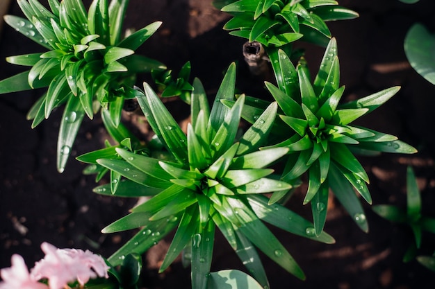 Green lily leaves in the garden Unopened flowers in flower beds Narrow lily leaves with raindrops