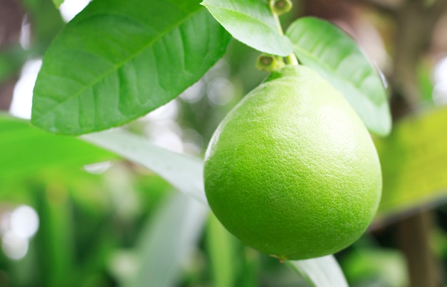 Green lime on branch, close-up