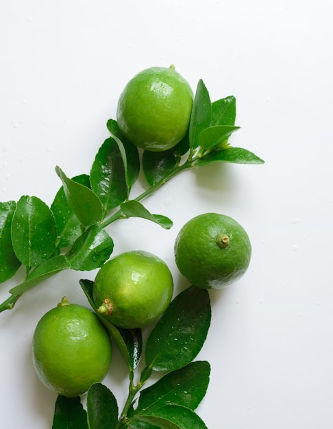 Green lime on white background