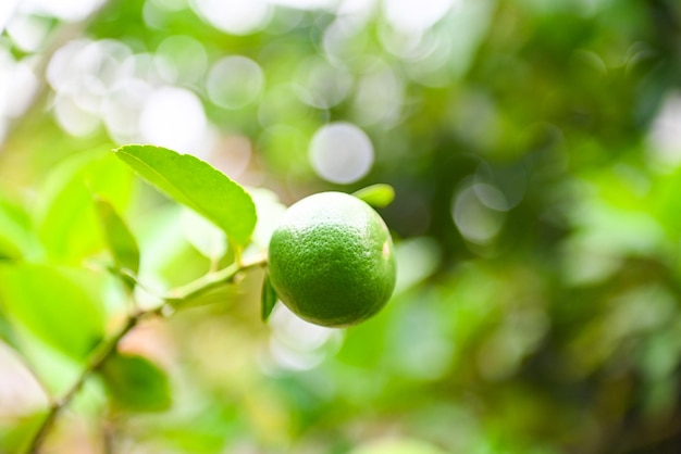 Green limes on a tree Fresh lime citrus fruit high vitamin C in the garden farm agricultural with nature green blur background at summer