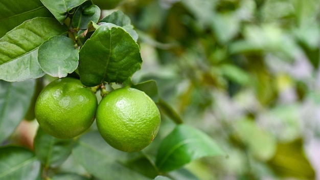 Green limes on a tree Fresh lime citrus fruit high vitamin C in the garden farm agricultural with nature green blur background at summer