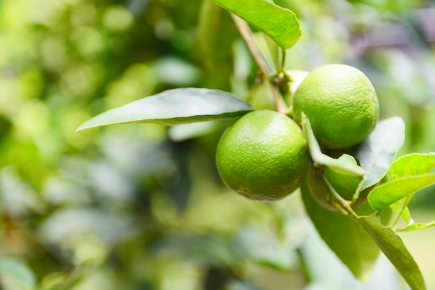 Green limes on a tree. Fresh lime citrus fruit high vitamin C in the garden farm.