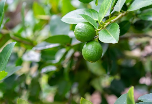 Green limes on a tree in the garden