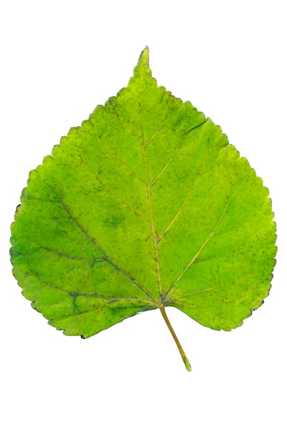 Photo green linden leaf isolated on white background