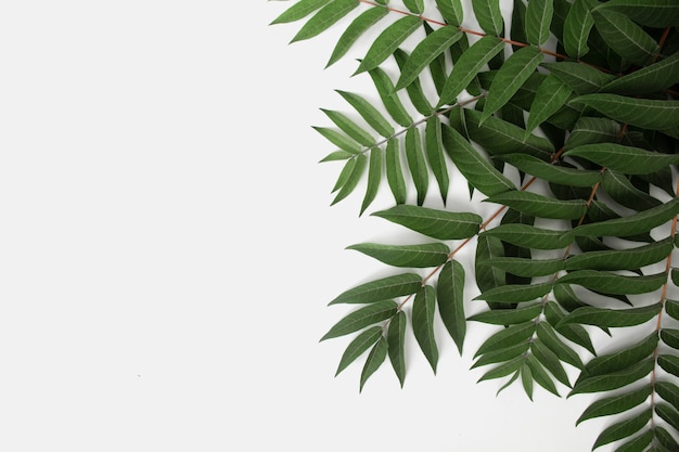 Green living plant branch on white background