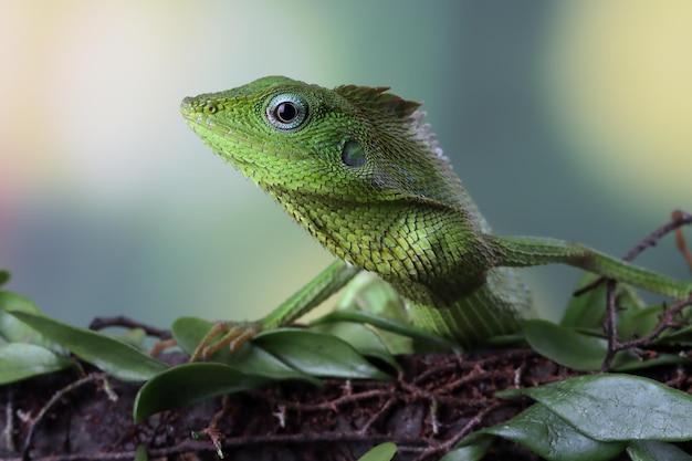 Green lizard on branch green lizard sunbathing on wood green lizard climb on wood Jubata lizard closeup