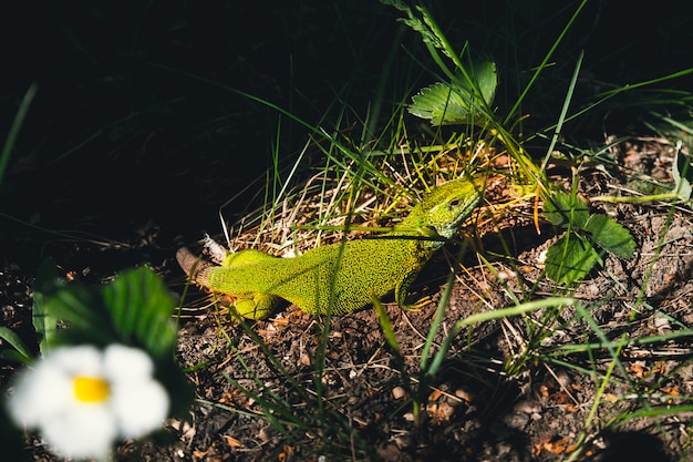 Green lizard sitting in the grass in garden