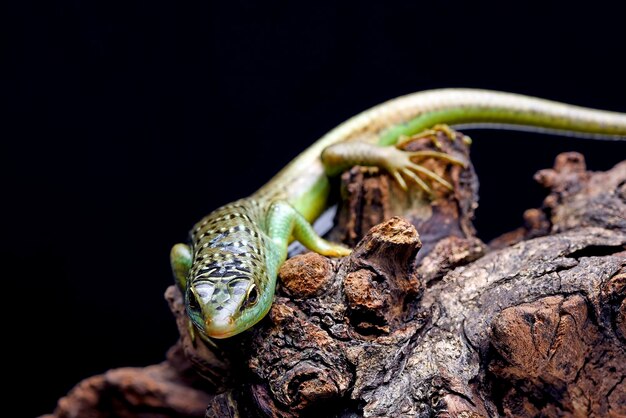 Photo a green lizard with a long tail sits on a branch.