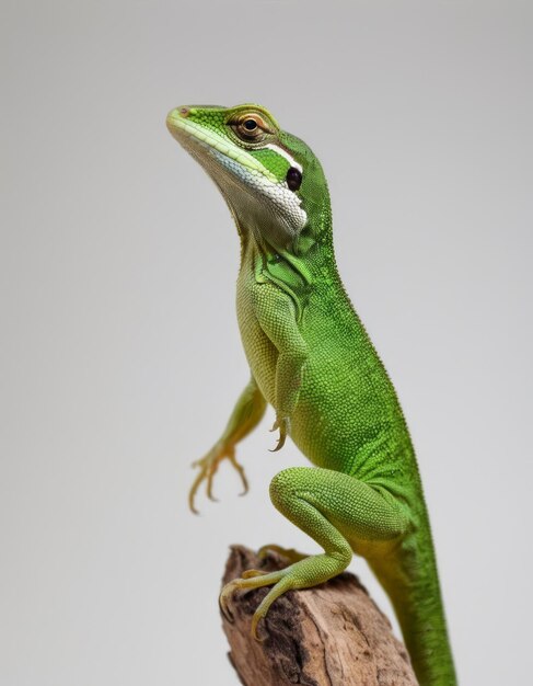 Photo a green lizard with a white patch on its back is standing on a rock