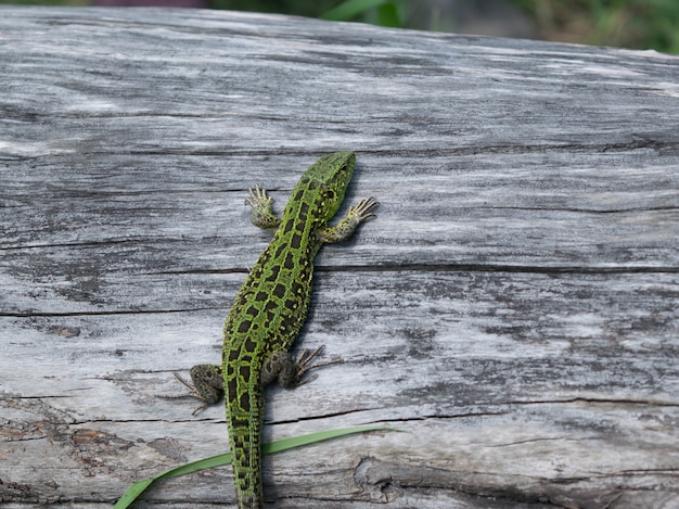 Green lizard 