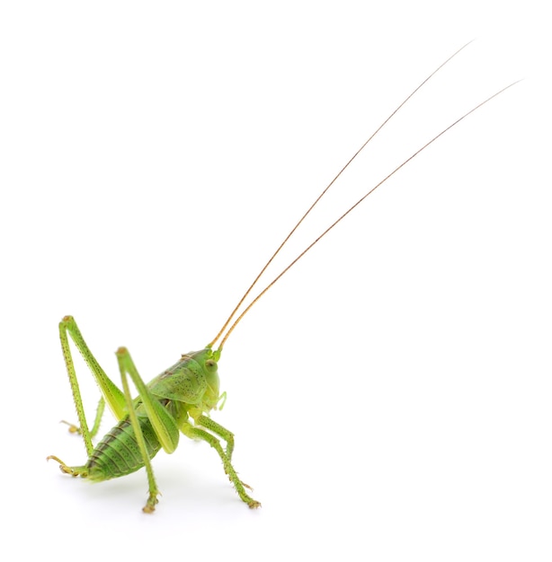 Green locust isolated