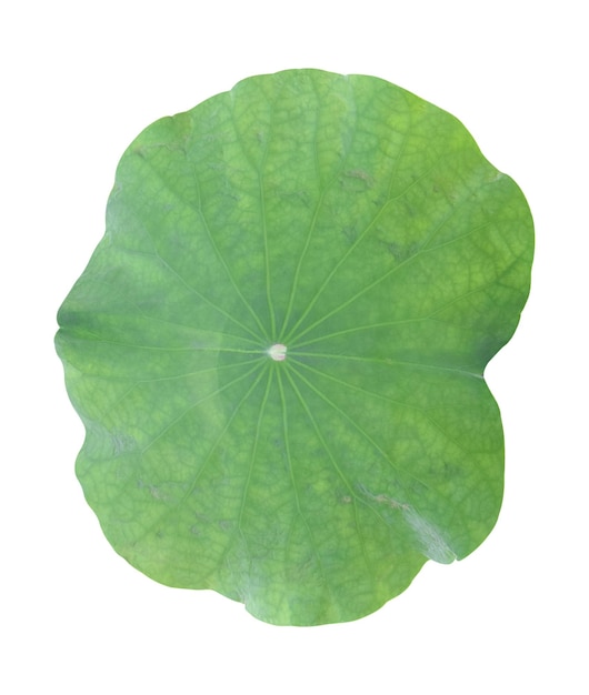 Green lotus leaf isolated on white background include clipping path