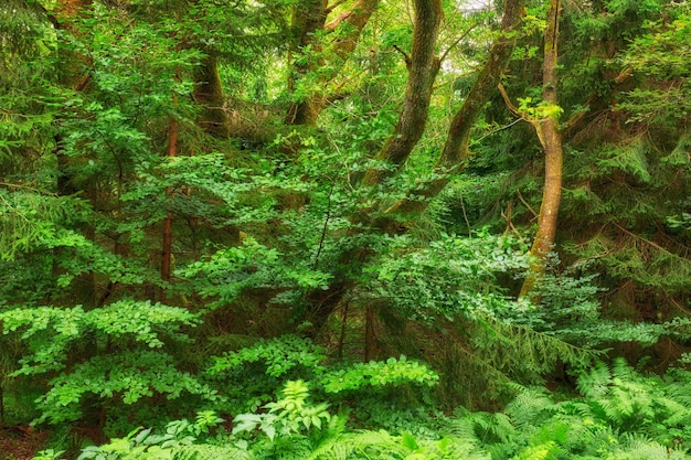 Green lush and tropical forest with trees plants and shrubs for a nature background Landscape of wilderness environment and ecosystem outdoors Rainforest with greenery and tranquil view