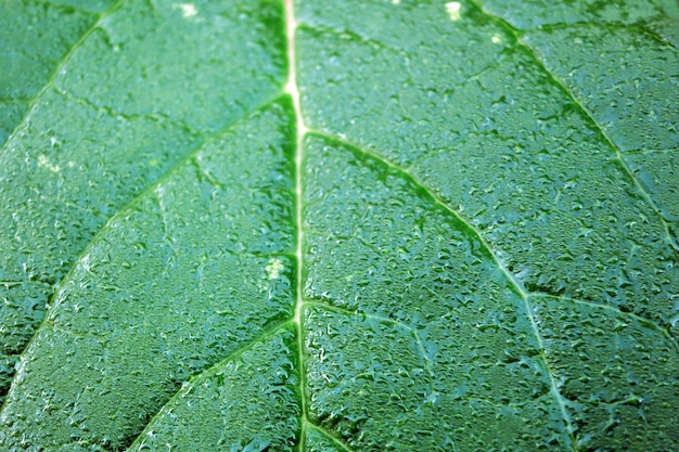 Green macro leaf with raindrops