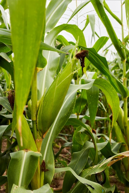 Green maize corn close up