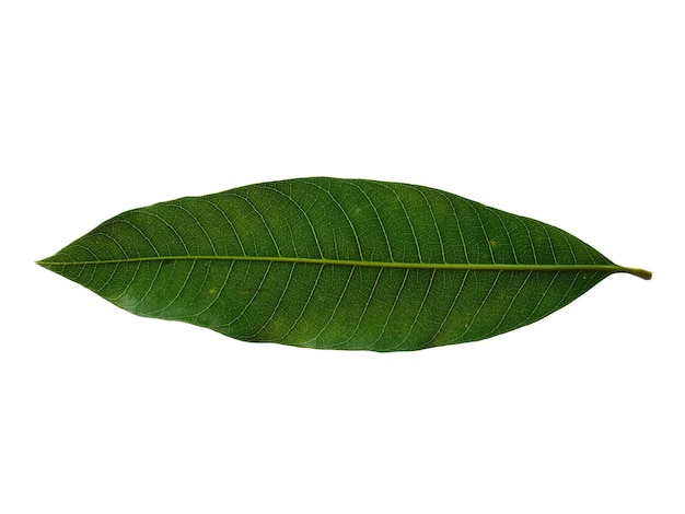 Green Mangifera indica or mango leaves on white background Plant with green leaves