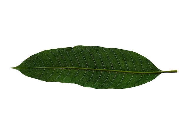 Green Mangifera indica or mango leaves on white background Plant with green leaves