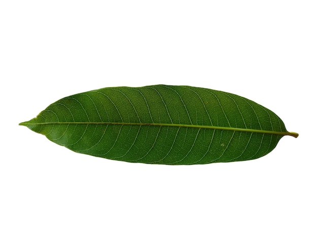 Green Mangifera indica or mango leaves on white background Plant with green leaves