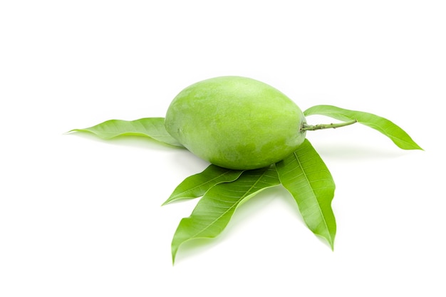 Green mango are placed on mango leaves isolated on white background.