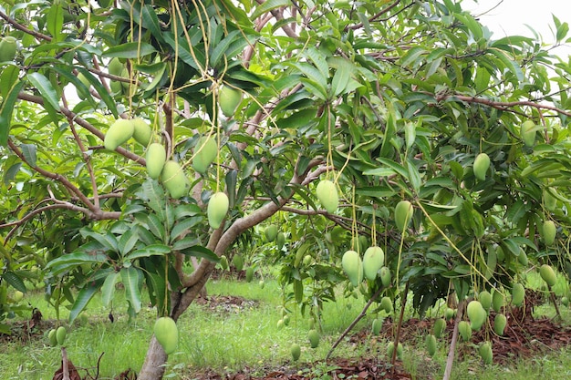 Green mango is not ripe on the trees in the orchardFruit garden in the tropics area of Thailand