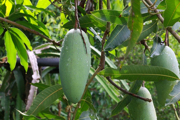 Green mango on the tree leaf background.