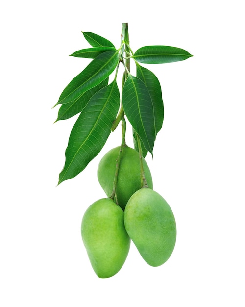 green mango on white background