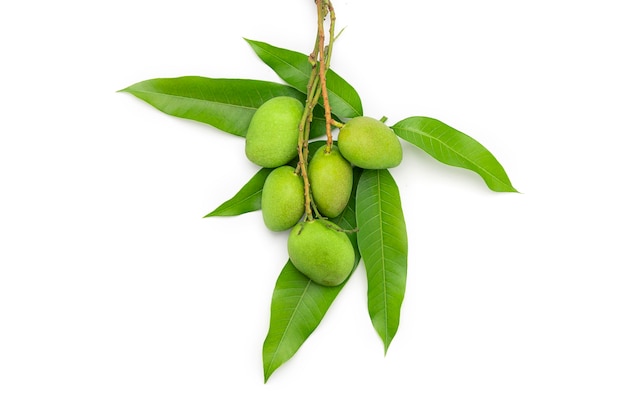 Green mangoes are placed on mango leaves isolated on white background.